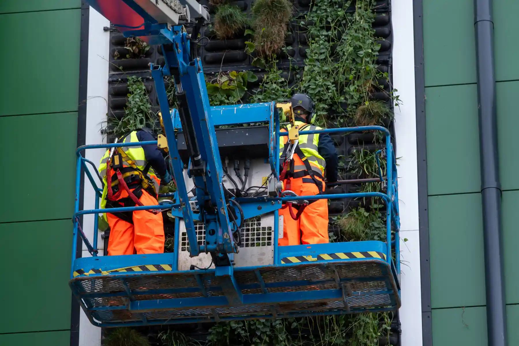 Three workers in safety vests and harnesses on elevated blue platform maintaining green wall with climbing plants.