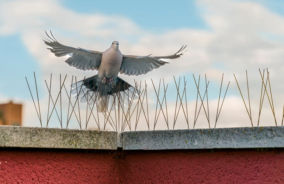 A gray pigeon with wings spread lands on a concrete ledge topped with metal bird spikes, against a blue sky.