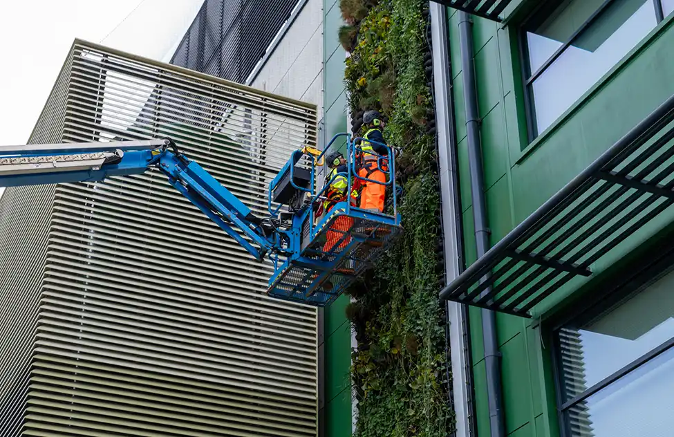 Workers in safety vests on blue aerial lift platform maintaining green ivy wall on modern building facade.
